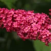 Butterfly Bush Live Plant - Buddleia - Pink Flowers - Gallon Pot - Outdoor Shrub - Image 1