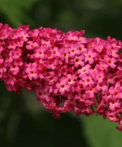 Butterfly Bush Live Plant - Buddleia - Pink Flowers - Gallon Pot - Outdoor Shrub - Image 1