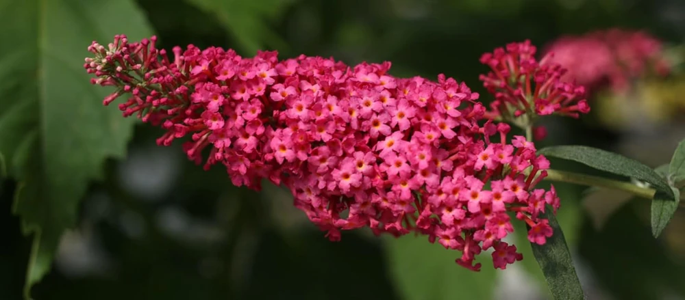 Butterfly Bush Live Plant - Buddleia - Pink Flowers - Gallon Pot - Outdoor Shrub - Image 1