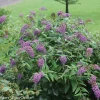 Butterfly Bush Purple Haze Live Plant – 4 inch Pot – Blue-Purple Blooms - Image 1