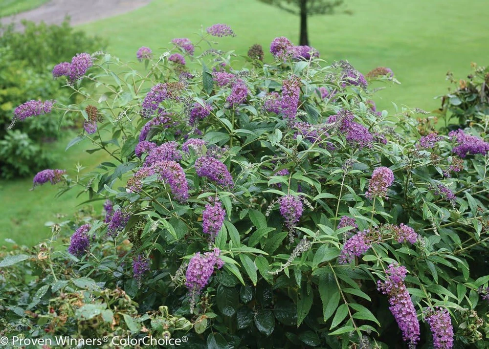 Butterfly Bush Purple Haze Live Plant – 4 inch Pot – Blue-Purple Blooms - Image 1