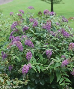 Butterfly Bush Purple Haze Live Plant – 4 inch Pot – Blue-Purple Blooms - Image 2
