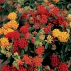 Butterfly Weed Seeds - Asclepias Tuberosa - 20 Seeds - Perennial - Image 1