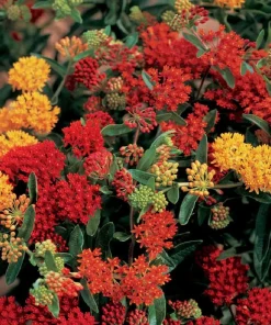 Butterfly Weed Seeds - Asclepias Tuberosa - 20 Seeds - Perennial - Image 1
