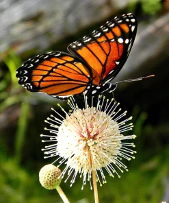 Button Bush Live Plant – 4 inch Pot – Attracts Butterflies & Birds - Image 2