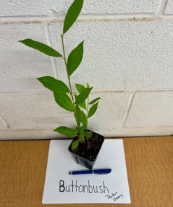 Button Bush Live Plant – 4 inch Pot – Attracts Butterflies & Birds - Image 3