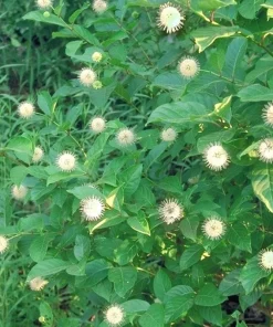 Button Bush Live Plant – 4 inch Pot – Attracts Butterflies & Birds - Image 4
