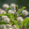 Button Bush Live Plant – 4 inch Pot – Attracts Butterflies & Birds - Image 1