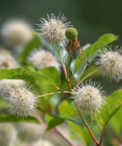 Button Bush Live Plant – 4 inch Pot – Attracts Butterflies & Birds - Image 1