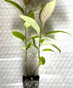 Buttonbush Live Plant - Starter Plug Seedlings (8-Pack) | Native Shrub for Pollinators - Image 3
