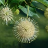 Buttonbush Live Plant - Starter Plug Seedlings (8-Pack) | Native Shrub for Pollinators - Image 1