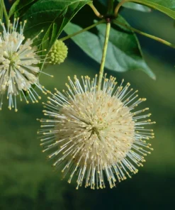 Buttonbush Live Plant - Starter Plug Seedlings (8-Pack) | Native Shrub for Pollinators - Image 1
