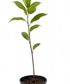 Buttonbush Live Plants - 3 Shrubs, 6-12