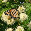 Buttonbush Live Plants - 3 Shrubs, 6-12" Tall, Native Flowering Wetland Plant - Image 1