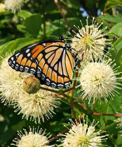 Buttonbush Live Plants - 3 Shrubs, 6-12