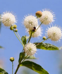 Buttonbush Live Plants - 3 Shrubs, 6-12