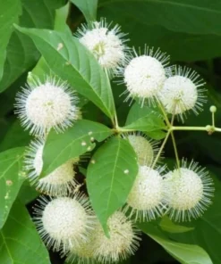 Buttonbush Live Plants - 3 Shrubs, 6-12