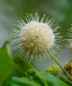Buttonbush Live Plants - 3 Shrubs, 6-12