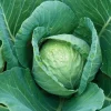 Cabbage Seeds 300+ All Seasons Vegetable Seeds - Culinary & Garden Ready - Image 1