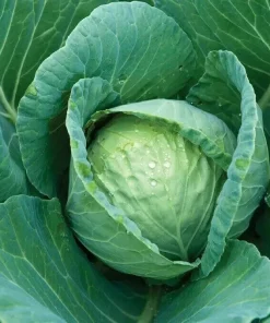 Cabbage Seeds 300+ All Seasons Vegetable Seeds - Culinary & Garden Ready - Image 1