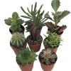 Cactus & Succulent Collection - 8 Live Plants - 2 inch Pots - Terrarium & Fairy Garden - Image 1