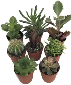Cactus & Succulent Collection - 8 Live Plants - 2 inch Pots - Terrarium & Fairy Garden - Image 1