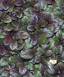 Caitlin's Giant Ajuga Live Plants - Carpet Bugle Groundcover - 48 Plants - 1 3/4