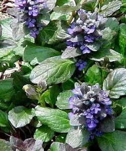 Caitlin's Giant Ajuga Live Plants - Carpet Bugle Groundcover - 48 Plants - 1 3/4
