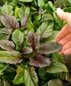 Caitlin's Giant Ajuga Live Plants - Carpet Bugle Groundcover - 48 Plants - 1 3/4