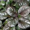 Caitlin's Giant Ajuga Live Plants - Carpet Bugle Groundcover - 48 Plants - 1 3/4" Pots - Image 1