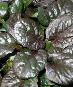 Caitlin's Giant Ajuga Live Plants - Carpet Bugle Groundcover - 48 Plants - 1 3/4
