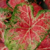 Caladium Ballet Slippers Bulbs - 3 Count, Vibrant Pink & Green Foliage, Shade Lover - Image 1