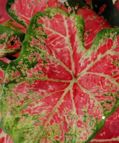 Caladium Ballet Slippers Bulbs - 3 Count, Vibrant Pink & Green Foliage, Shade Lover - Image 1