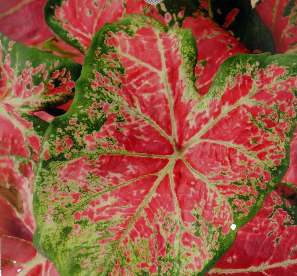 Caladium Ballet Slippers Bulbs - 3 Count, Vibrant Pink & Green Foliage, Shade Lover - Image 1