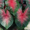 Caladium Bombshell Bulbs - 3 Pack - Striking Red & Deep Green Foliage - Image 1