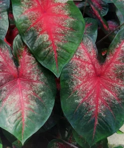 Caladium Bombshell Bulbs - 3 Pack - Striking Red & Deep Green Foliage - Image 1