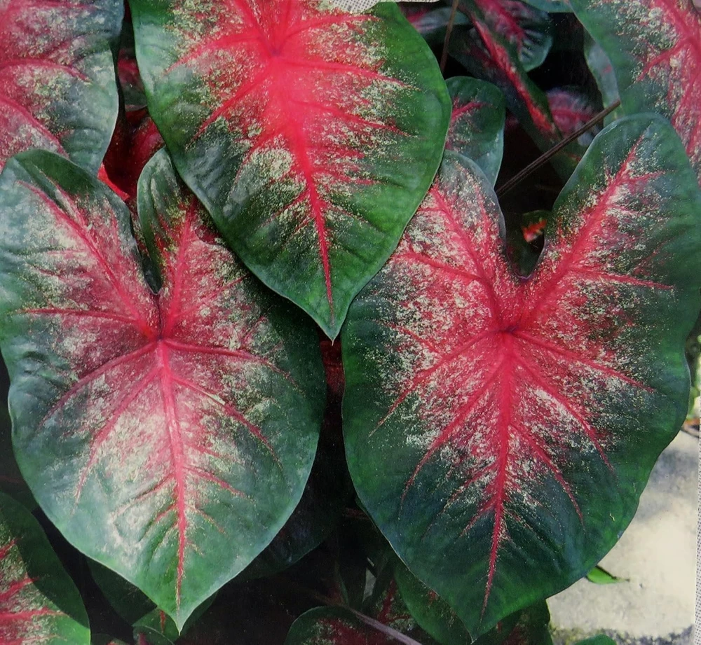 Caladium Bombshell Bulbs - 3 Pack - Striking Red & Deep Green Foliage - Image 1