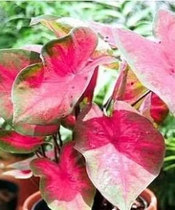 Caladium Bulbs - Deep Red & Green Foliage - 3 Pack - Partial Shade - Image 2