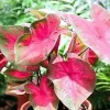Caladium Bulbs - Deep Red & Green Foliage - 3 Pack - Partial Shade - Image 1
