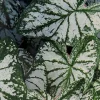 Caladium Monument Bulbs - 3 Pack, Bright White/Deep Green Foliage, Shade Lover - Image 1