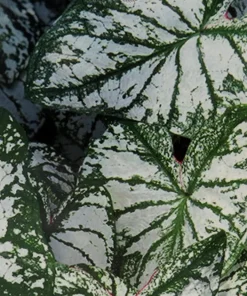 Caladium Monument Bulbs - 3 Pack, Bright White/Deep Green Foliage, Shade Lover - Image 1