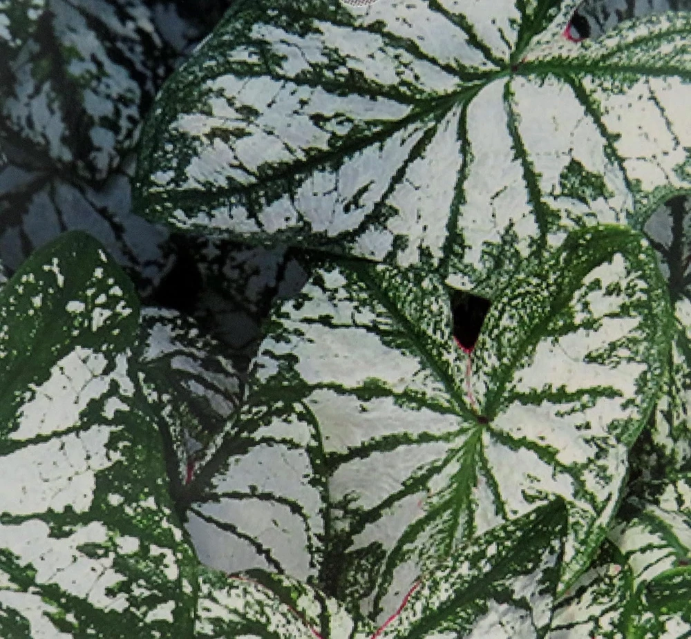 Caladium Monument Bulbs - 3 Pack, Bright White/Deep Green Foliage, Shade Lover - Image 1