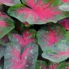 Caladium Party Punch Bulbs - 3 Count - Pink, White & Green Foliage - Image 1