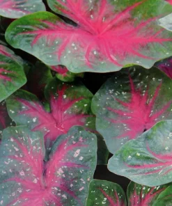 Caladium Party Punch Bulbs - 3 Count - Pink, White & Green Foliage - Image 1
