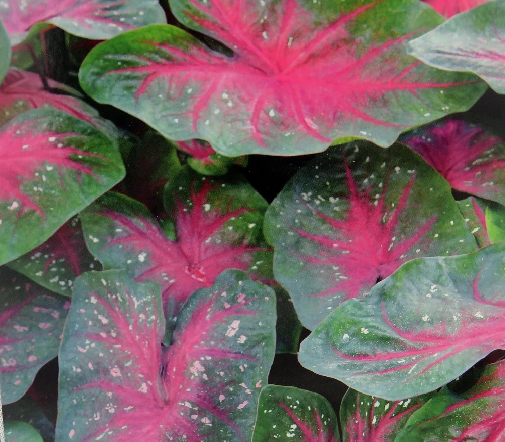 Caladium Party Punch Bulbs - 3 Count - Pink, White & Green Foliage - Image 1