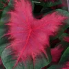 Caladium Sunset Pink Bulbs – 3 Pack – Salmon Pink & Green Foliage – Outdoor - Image 1