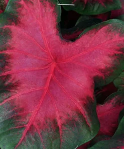 Caladium Sunset Pink Bulbs – 3 Pack – Salmon Pink & Green Foliage – Outdoor - Image 1