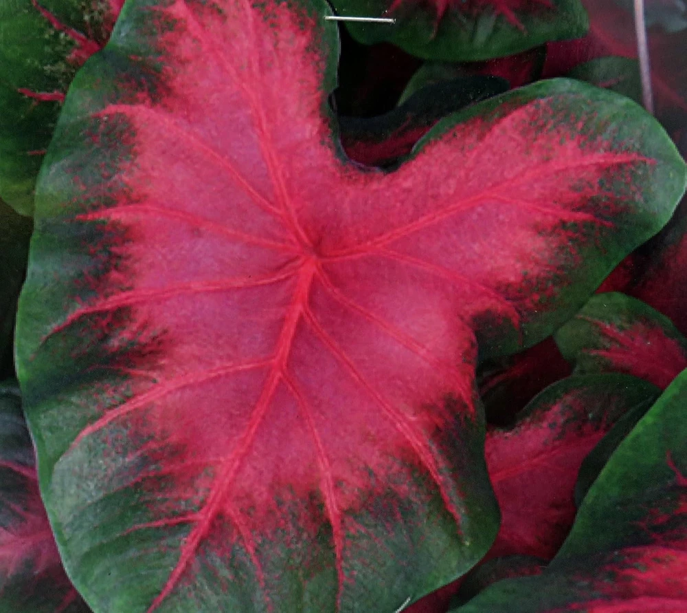 Caladium Sunset Pink Bulbs – 3 Pack – Salmon Pink & Green Foliage – Outdoor - Image 1