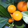 Calamondin Panama Orange Tree Live Plant – 4" Grower Pot – Indoor/Outdoor Citrus - Image 1