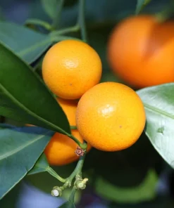 Calamondin Panama Orange Tree Live Plant – 4